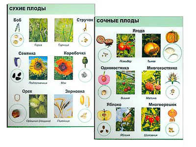 Коллекция "Семена и плоды"