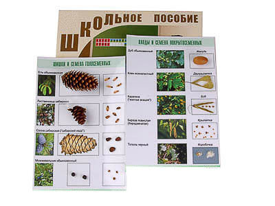 Коллекция "Шишки, плоды, семена деревьев и кустарников"